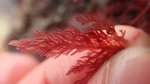 Seaweed Safari