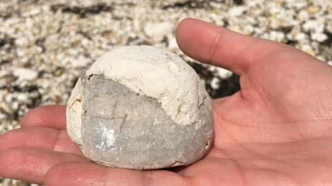 Echinoid fossil Flamborough