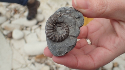 Ammonite fossil South Landing Flamborough