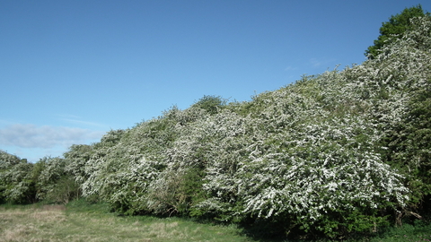 Hawthorn trees in full bloom © Jon Traill