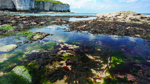 Flamborough rockpools