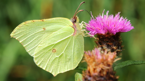 Brimstone © Allen Holmes 2020