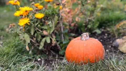 garden pumpkin
