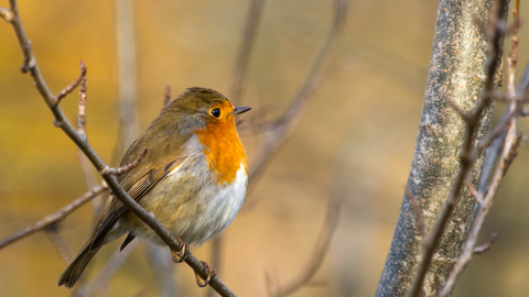 Robin © Derek Parker 2020
