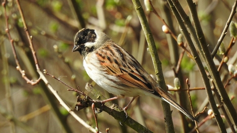 male Reed Bunting © Richard Scott 2021