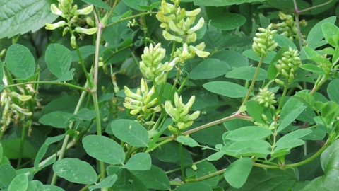 Wild liquorice