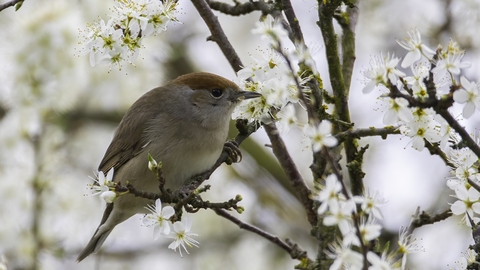 female Blackcap © Barry Wardley 2021