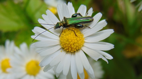 Thick-legged flower beetle © Lynda Christou 2021