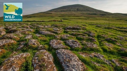 Exposed limestone pavement on the lower slopes of Ingleborough mountain in the Wild Ingleborough project site © Andrew Parkinson, WWF-UK (1).jpg