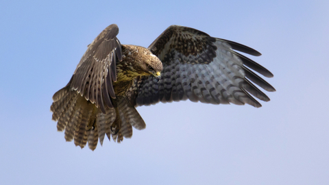 Buzzard in flight 2 - Jon Hawkins