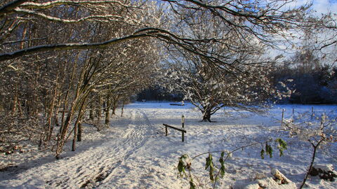 Snowy, sunny woodland