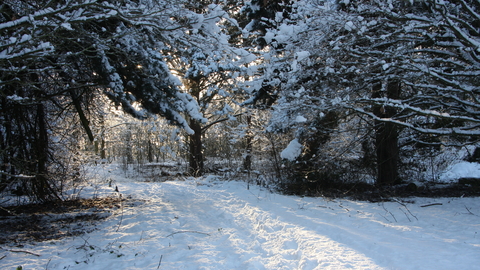 Potteric Carr in snow