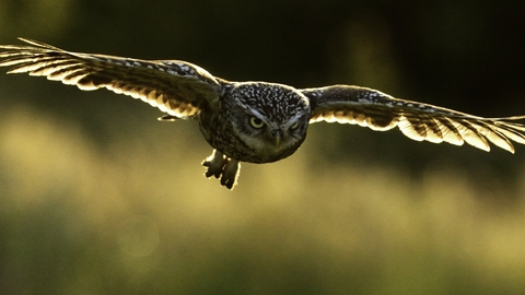 Little owl in flight