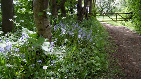 Photograph of footpath with gate at the end and lilac flowers lining the footway. Taken at Askham Bog in summer