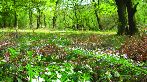 Photograph of Maltby Low Common woodland and flowers