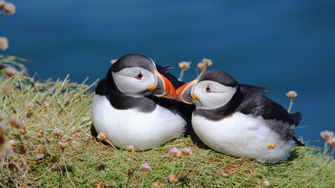 Puffins in Love!