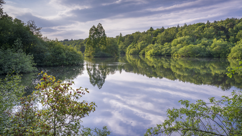 A view of Adel Dam Nature Reserve mainly the body of water surrounded by trees
