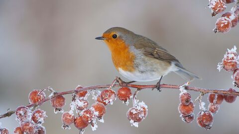 Robin