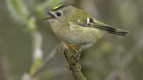 A goldcrest perched on a branch and singing