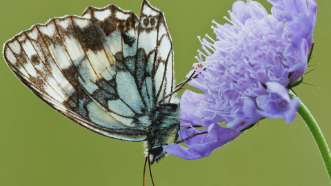 A Marbled White butterfly resting on resting on a small scabious flower. Photo by Edwardes/2020VISION
