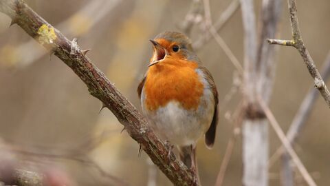Robin singing with wide open beak