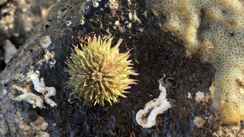 urchin