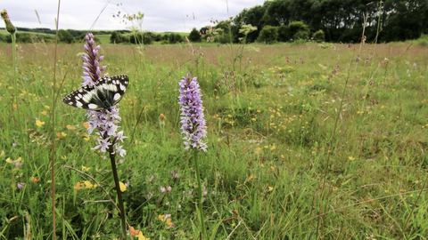 A wildflower meadow beneath a cloudy sky, with a row of trees in the distance. The meadow is filled with colourful flowers and green grasses. In the foreground are two tall, pink towers of common spotted orchid flowers. A black and white marbled white butterfly rests on one