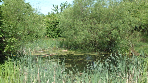 An idyllic pond at Kirkstall Valley.