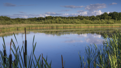 View of wetlands at a nature reserve surrounded by green and a blue sky