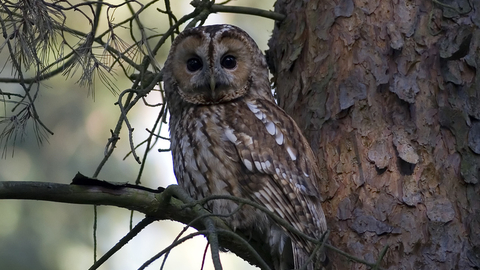 A tawny owl in the branch of a tree