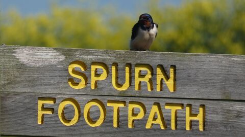A wooden sign saying Spurn footpath and a little bird perched on top.
