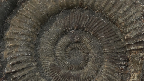 Close up of ammonite fossil