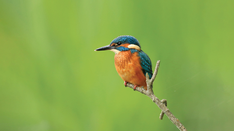A kingfisher sat on a small branch.
