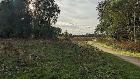 Two stands of trees on either side with a swathe of scrub on one side and a path winding into the distance