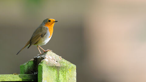 Robin sat on a fence post