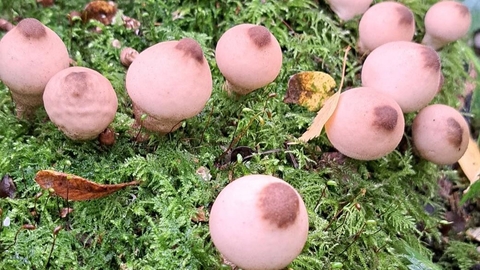 Stump puffball fungi - Kat Woolley