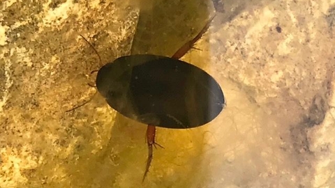 a water beetle in a pond