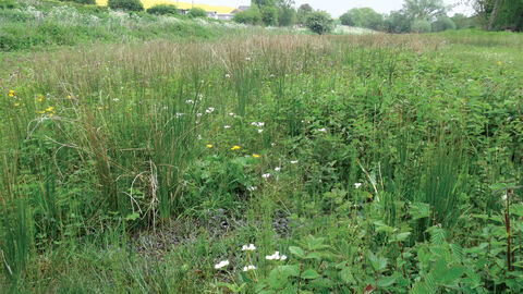 A view of North Newbald Becksies. There is long green grass and wildflowers and a yellow meadow on the horizon in the distance.
