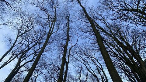 Shot looking up to the sky through a winter woodland canopy