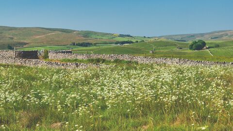 View of a flowering meadow on the rolling Yorkshire Dales landscape, broken up with drystone walling on a blue sky sunny day.
