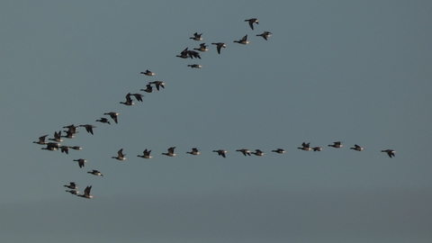 Brent Geese flying in a V formation