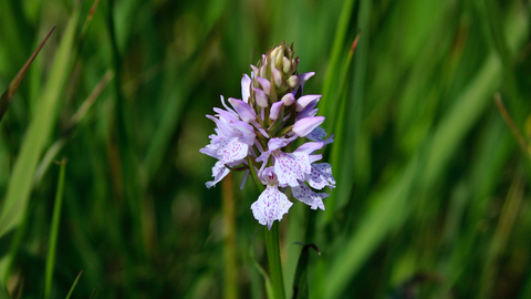 Spotted orchid on its own in long green grass. It has little lilac petals in a cone shaped head.