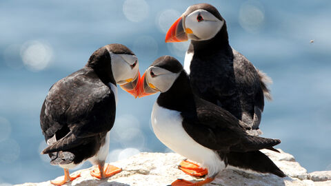 Three puffins stood together on a ciff top.