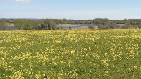 A green meadow full of yellow flowering cowslips on a summer's day
