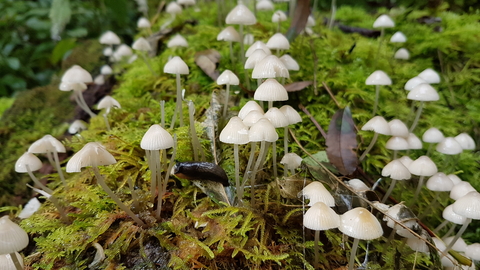 magical fairy looking white cone shaped toadstools growing out of a mossy tree branch on the woodland floor