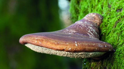 Birch polypore bracket fungi growing out of a mossy section of a tree trunk