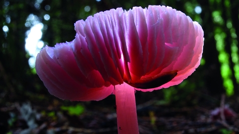 a pink fungi with its spore facing upwards rather than the usual downwards facing toadstool spores. It's on the woodland floor and you can see trees and daylight creeping through in the background.