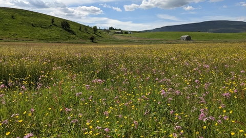 A bright wildflower meadow