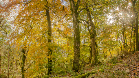 Autumn coloured woodland