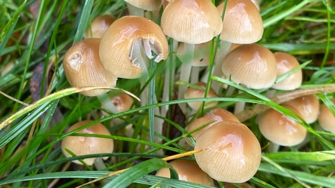cluster of beige fungi in the green grass